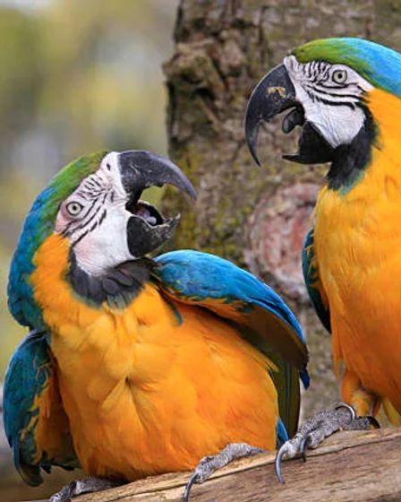 Where to Buy a Parrot Online Safely | Parrots for Sale | Birds | Los Angeles | 1