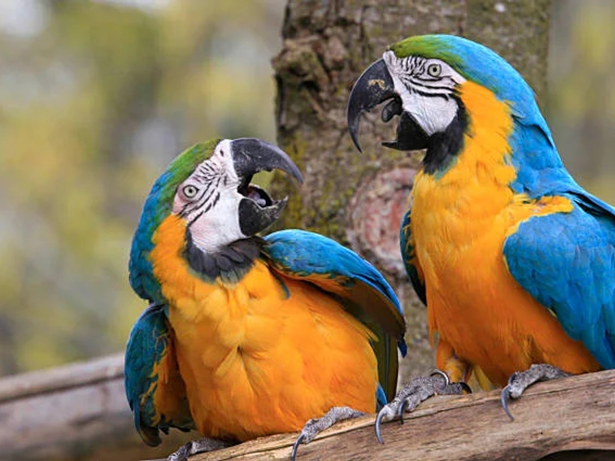 Where to Buy a Parrot Online Safely | Parrots for Sale | Birds | Los Angeles | Ad gallery (SEO) | 2