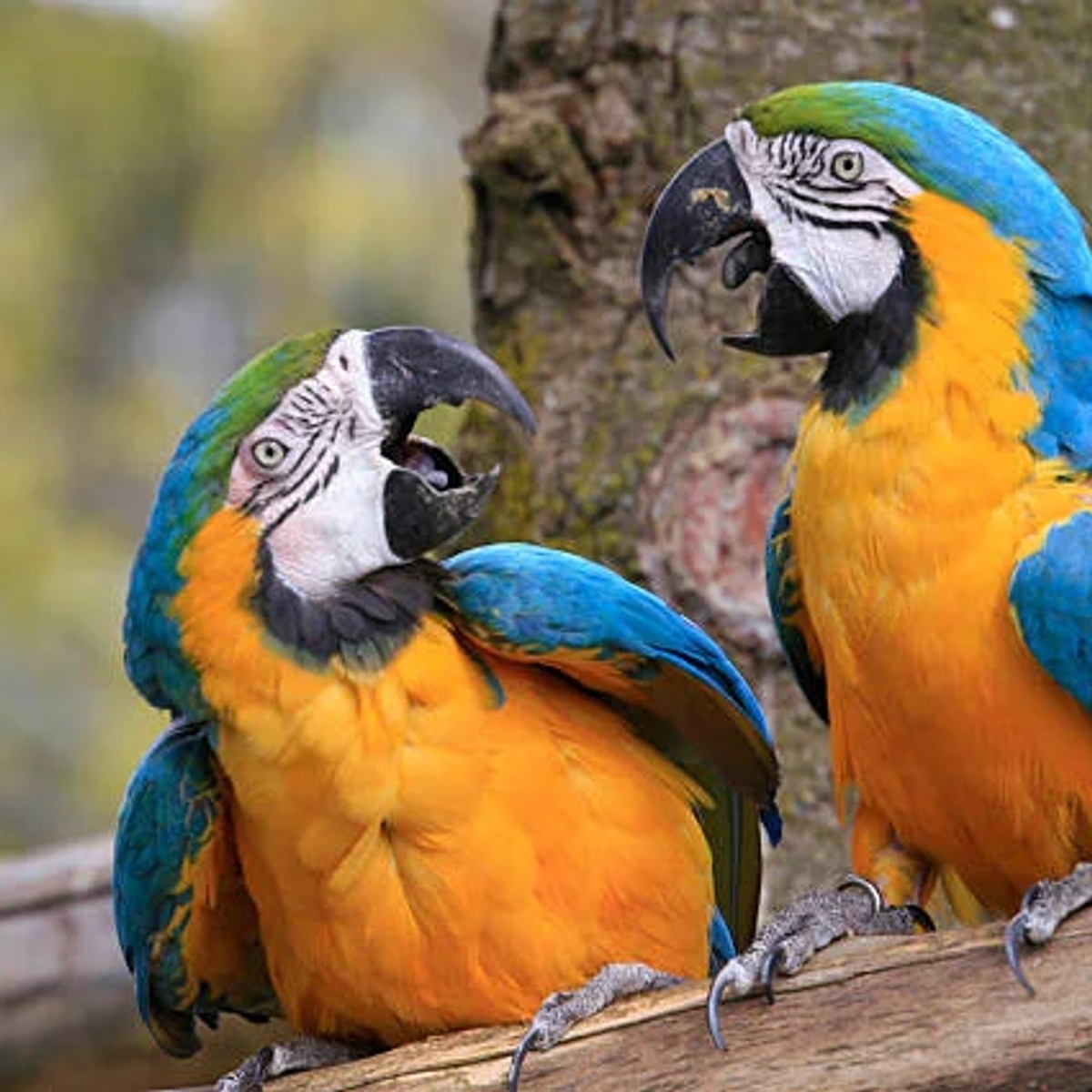 Where to Buy a Parrot Online Safely | Parrots for Sale | Birds | Los Angeles | Ad gallery (SEO) | 1
