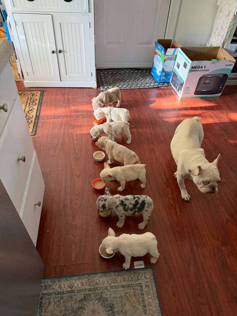 AKC French Bulldog Puppies – Ready Now"