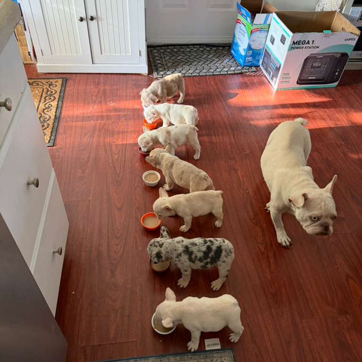 AKC French Bulldog Puppies – Ready Now" | Dogs | Orem | Ad gallery (SEO) | 1