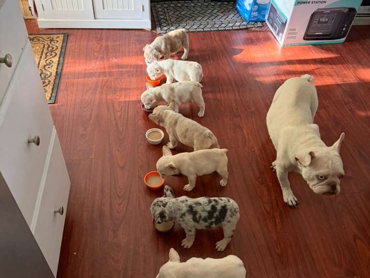 AKC French Bulldog Puppies – Ready Now" | Dogs | Orem | Ad gallery (SEO) | 2