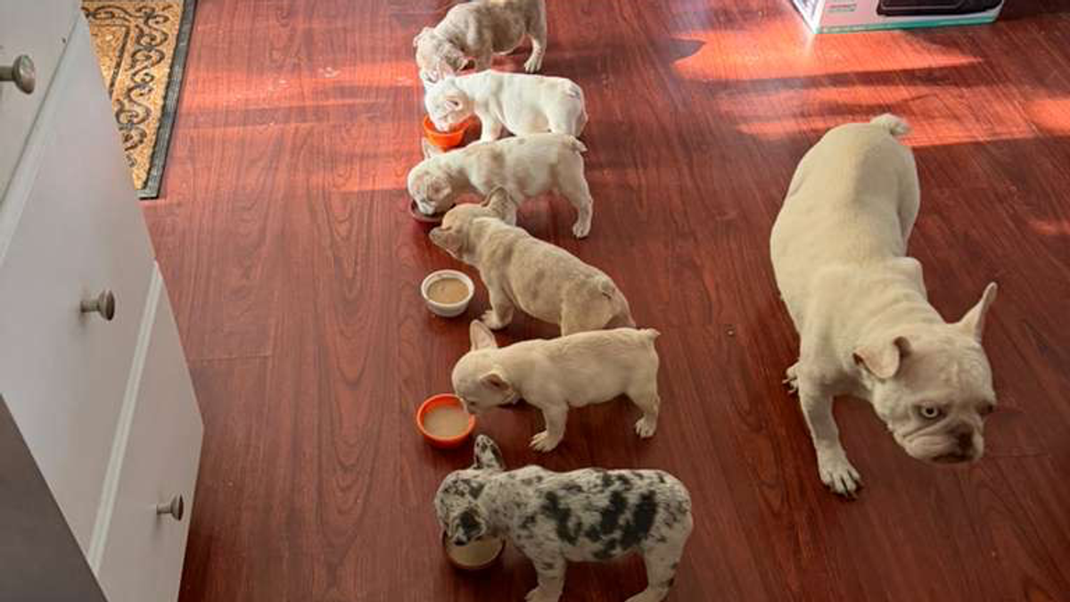 AKC French Bulldog Puppies – Ready Now" | Dogs | Orem | Ad gallery (SEO) | 3