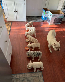 AKC French Bulldog Puppies – Ready Now"