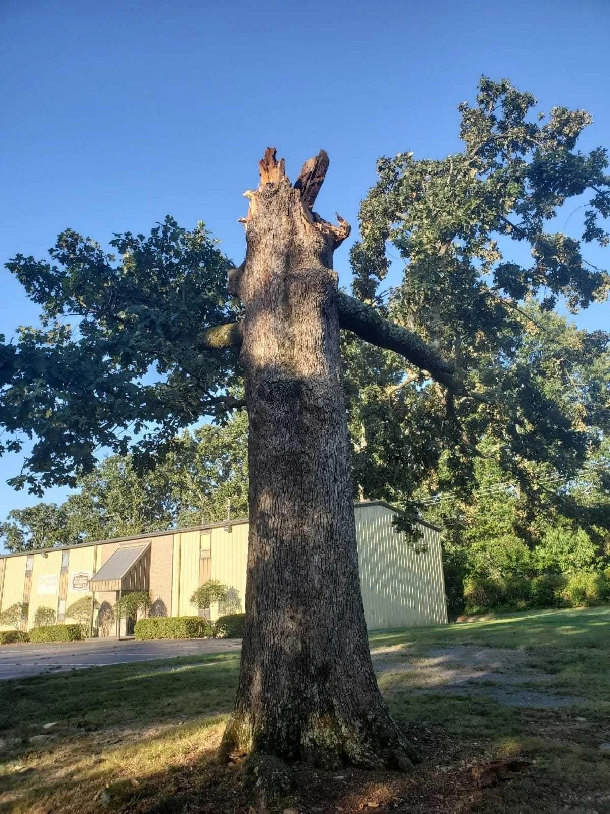 Francisco's Tree Services | Other Services | Little Rock | 4