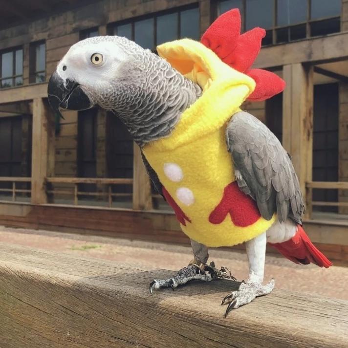 SIlver Ridge Bird Farm