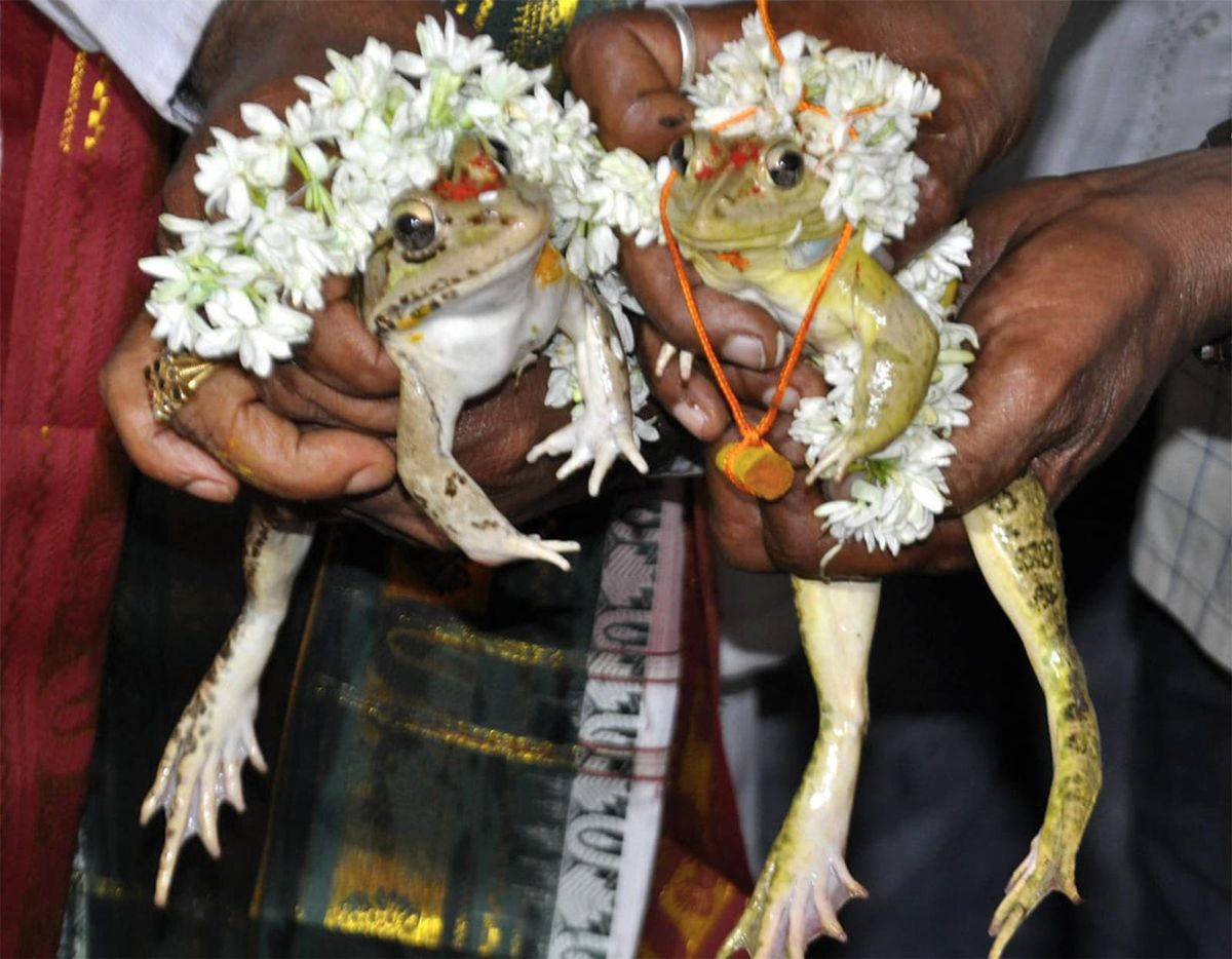 The marriage of frogs!