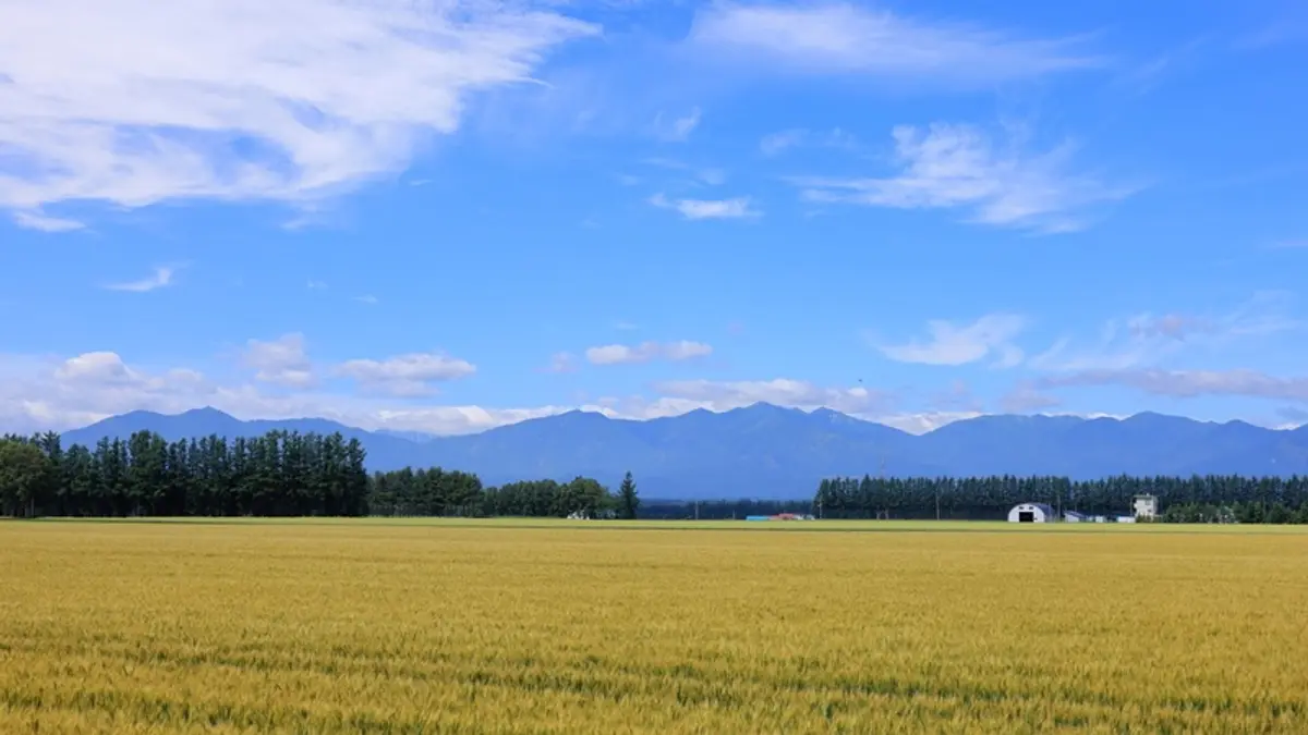 Golden wheat fields and distant mountains in the Tokachi region of Hokkaido, Japan