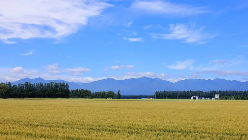 Golden wheat fields and distant mountains in the Tokachi region of Hokkaido, Japan