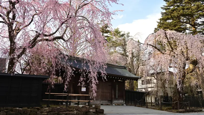 Weeping cherry blossoms above a traditional wooden gate and fence in Kakunodate.