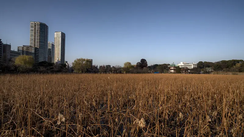 Dried lotus stems in Shinobazu Pond, with Bentendo Temple and the Ueno skyline in Tokyo