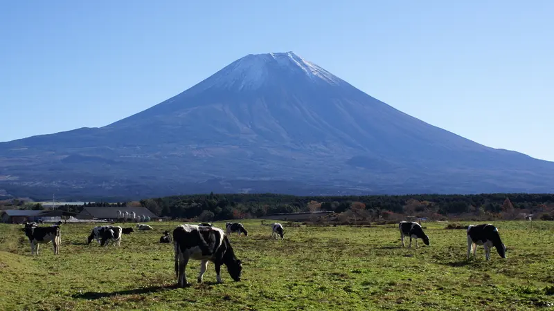 Mount Fuji and grazing cows on a farm in the Asagiri Plateau, Shizuoka