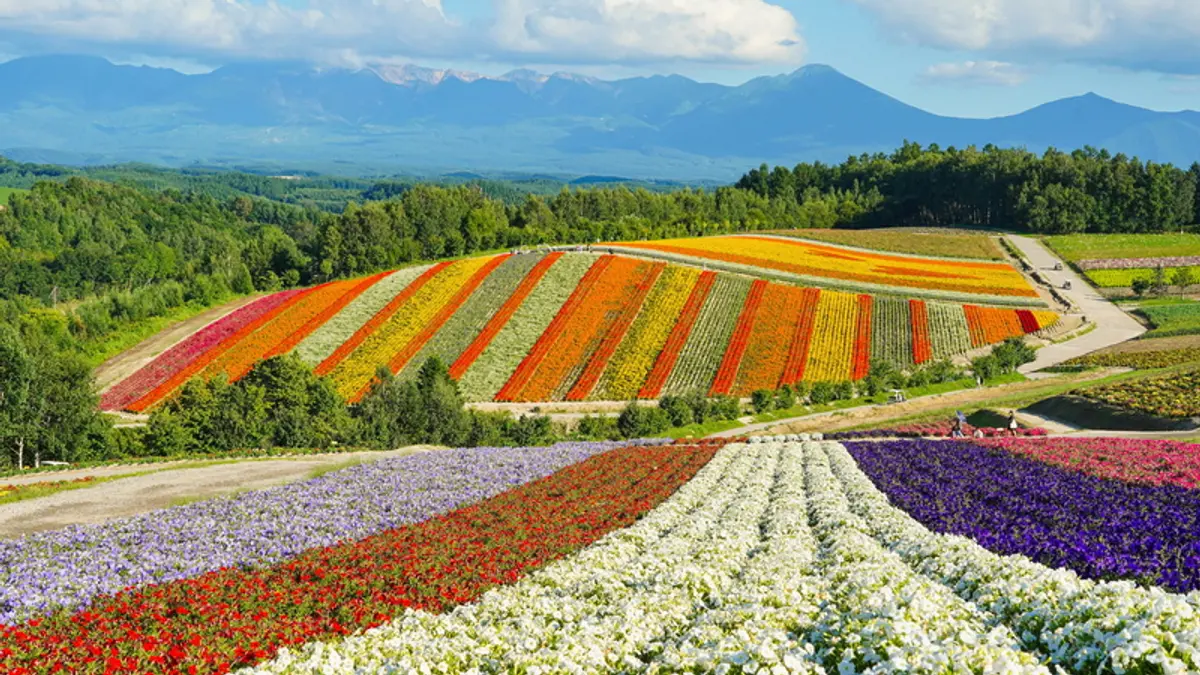 Colorful flower fields at Shikisai-no-Oka in Biei, Hokkaido, with mountains in the background