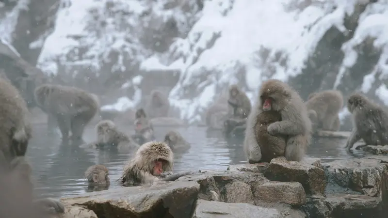 Snow monkeys gathered around a steaming hot spring among snow-covered rocks at Jigokudani Yaen Koen in Nagano