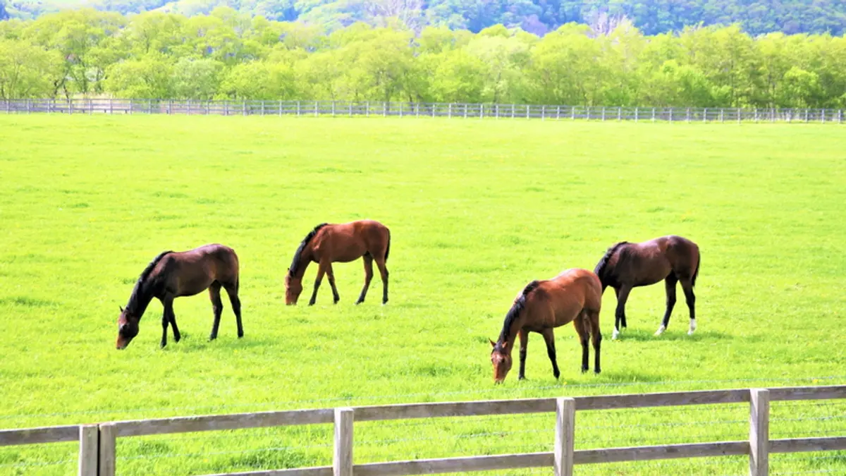 Four horses grazing in a green pasture in Hokkaido