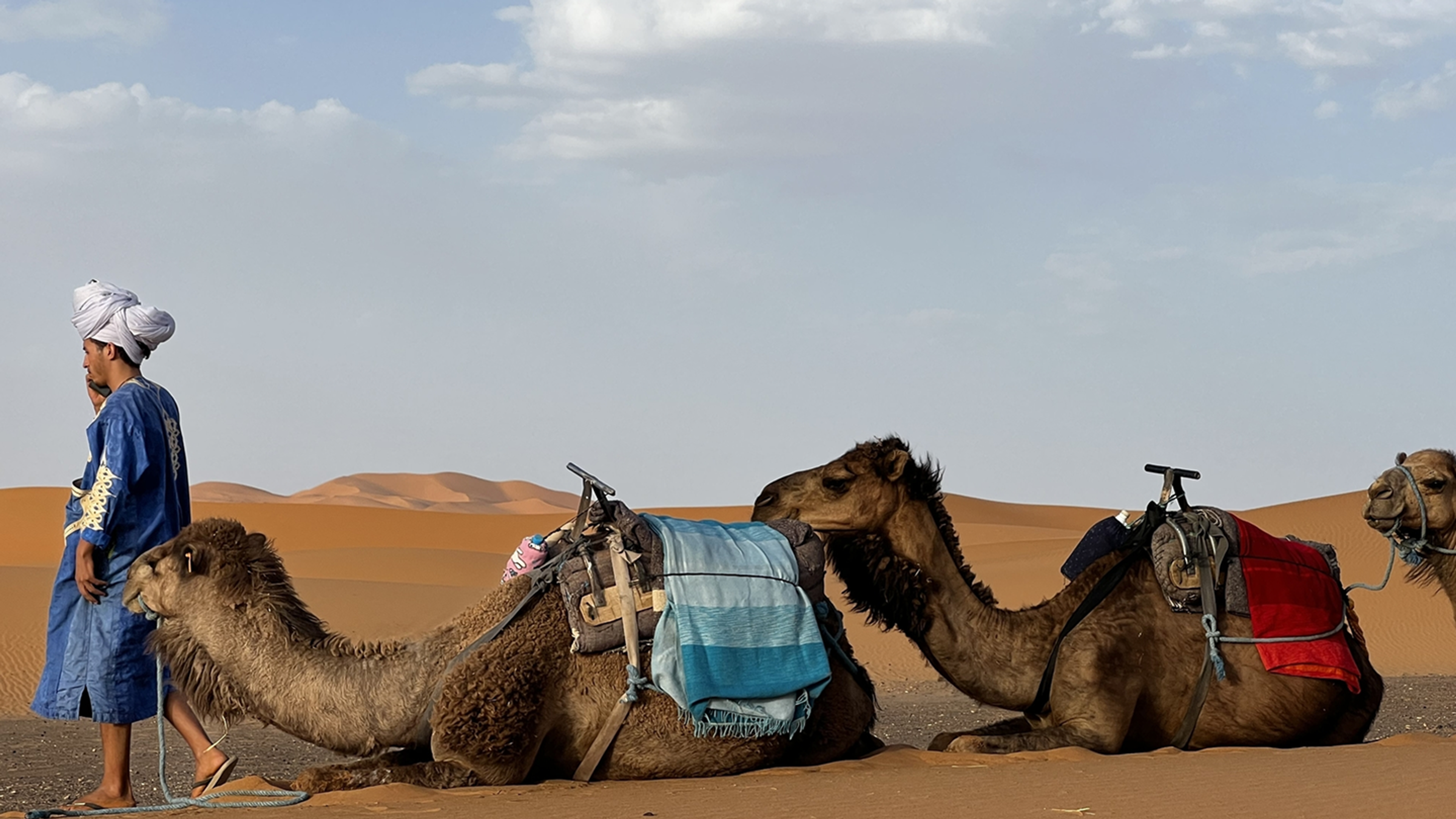 A local guide leading camels across the Sahara dunes
