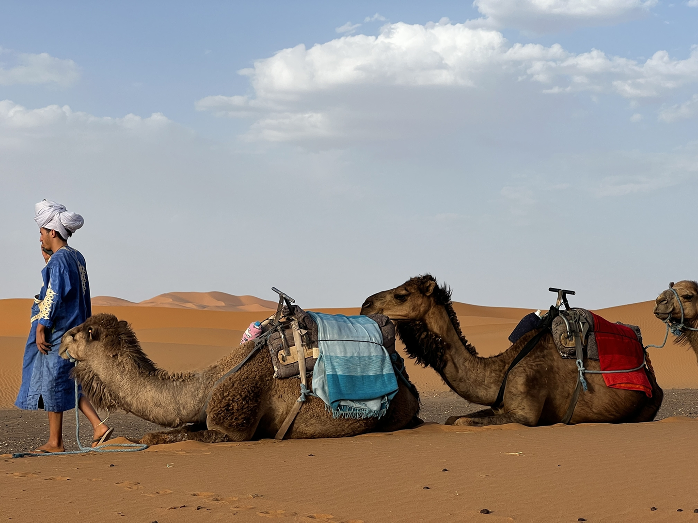 A local guide leading camels across the Sahara dunes