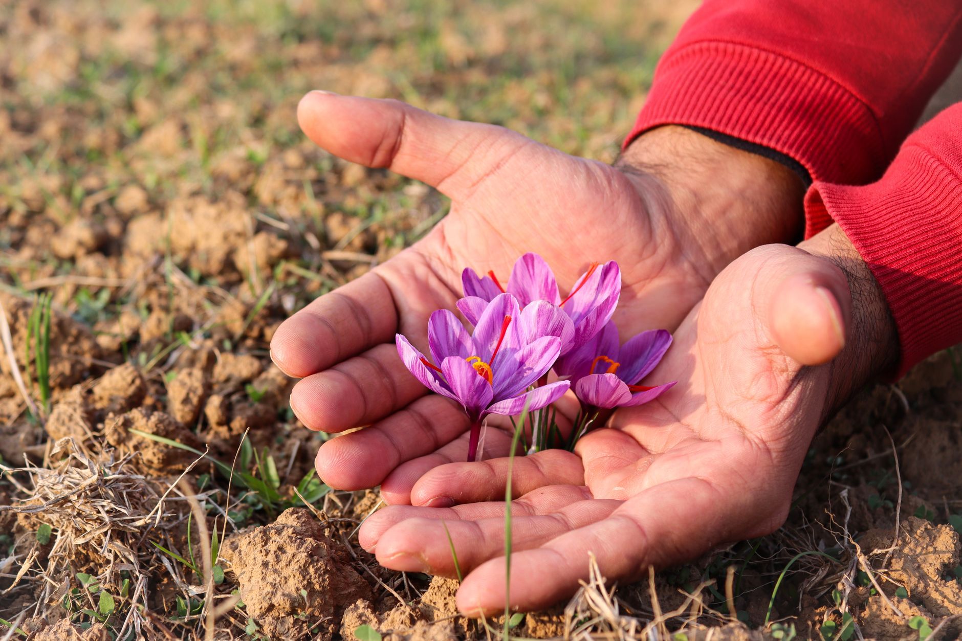 Saffron cooperative in Taliouine