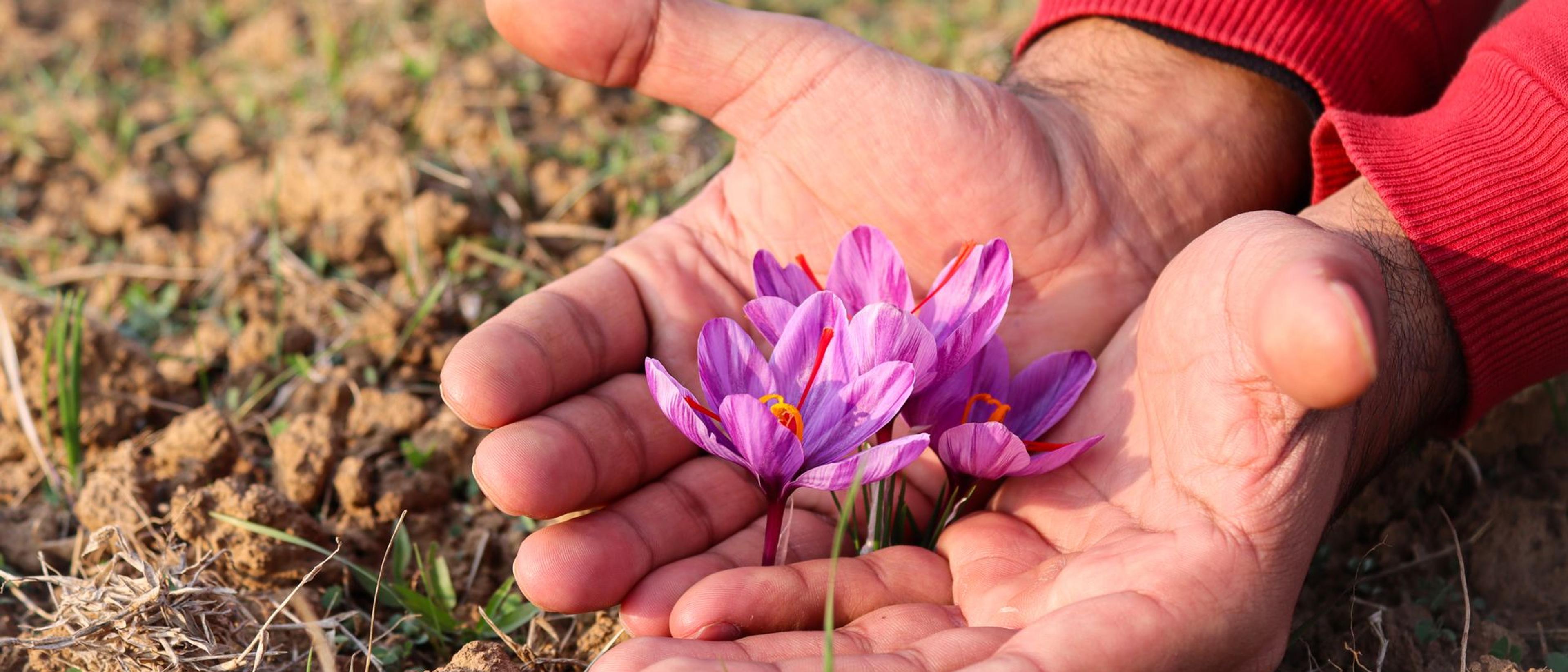 Saffron cooperative in Taliouine