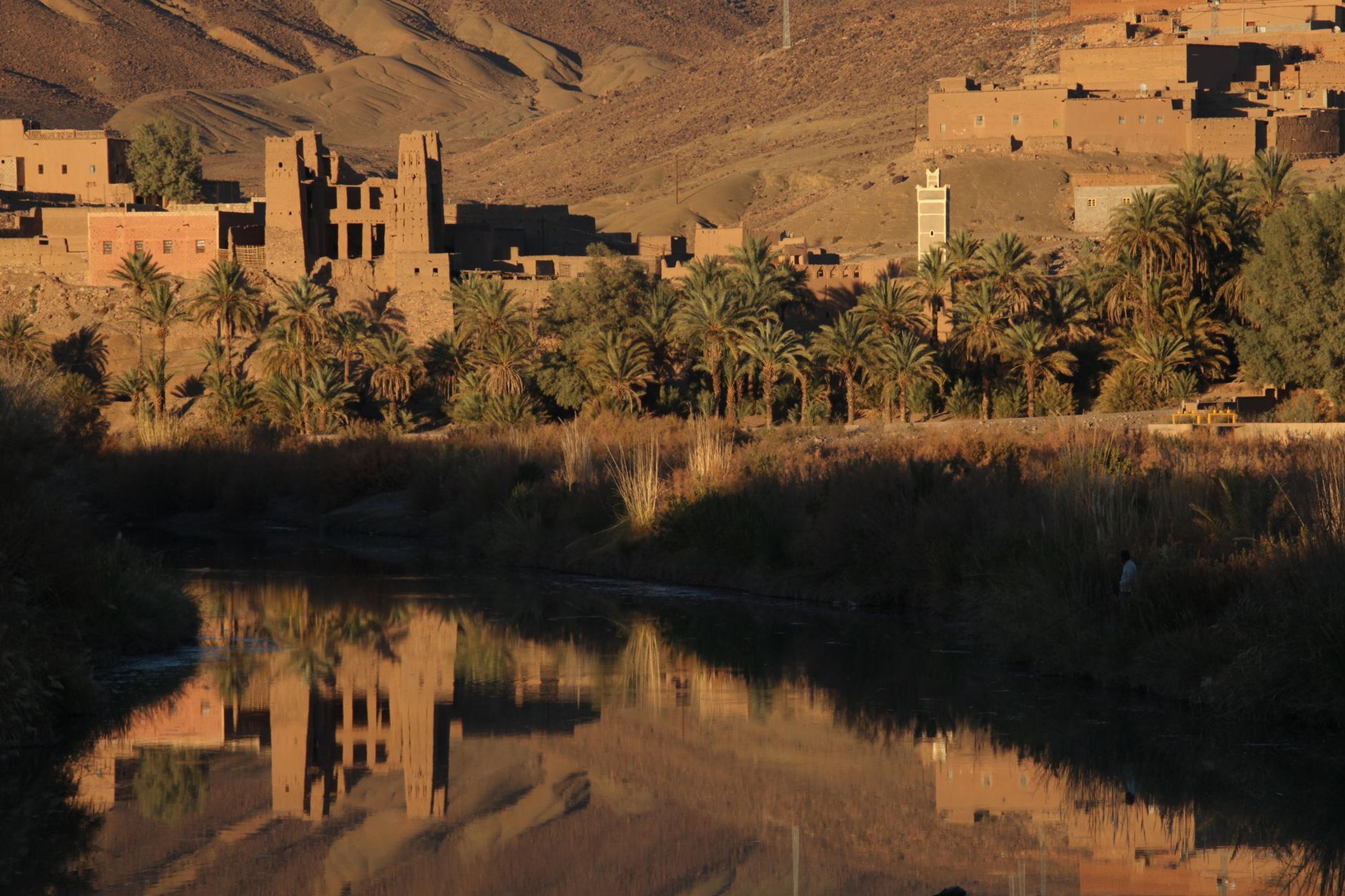 Palm oasis in the Draâ Valley, Morocco