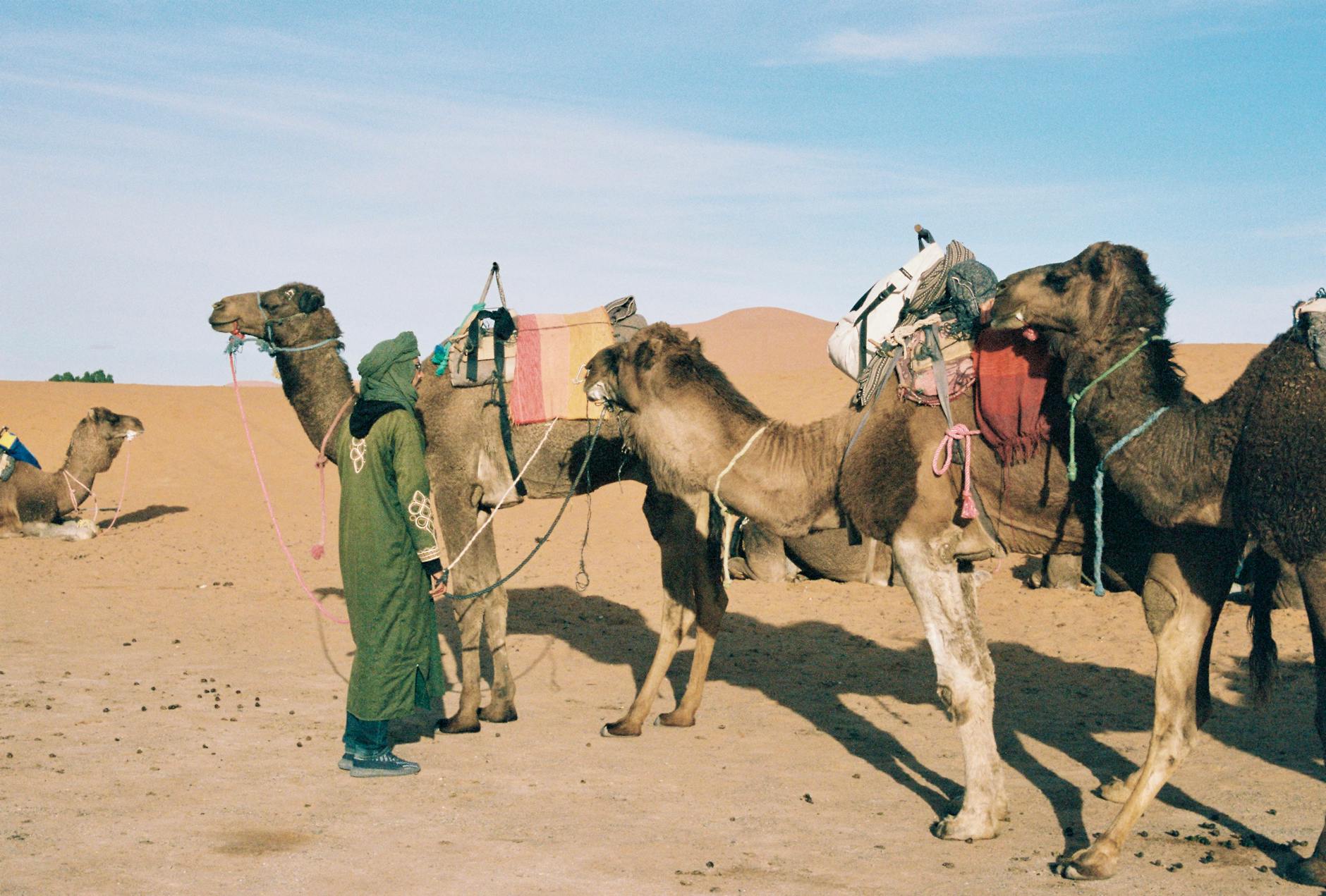 Camel ride to the Chegaga desert camp