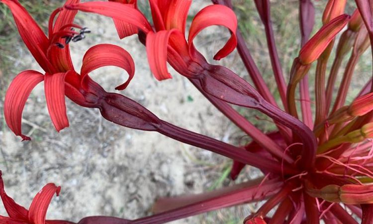 Hessequa March Lilies