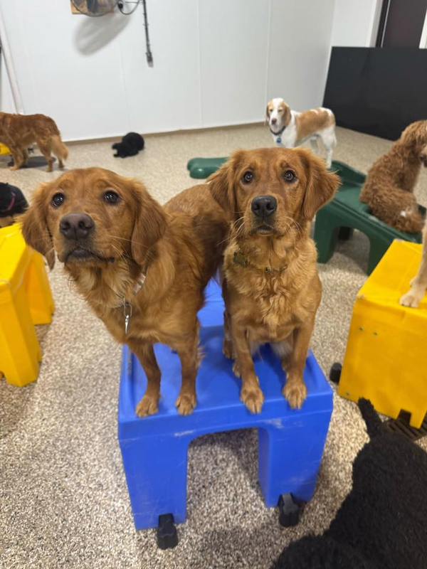 A dog enjoying time at Home Away From Home in Fargo