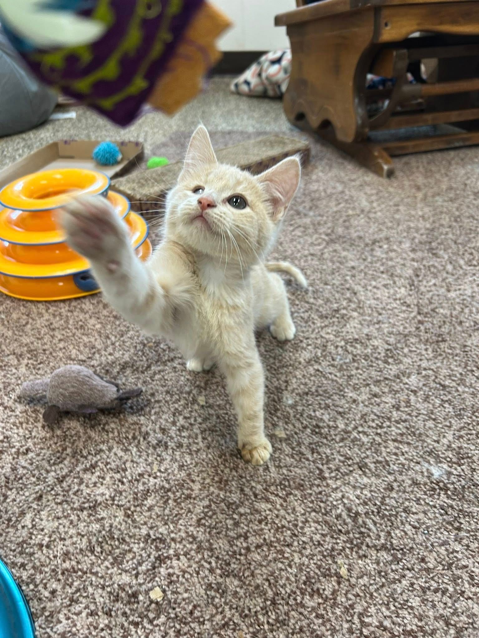 Home Away Cat Services