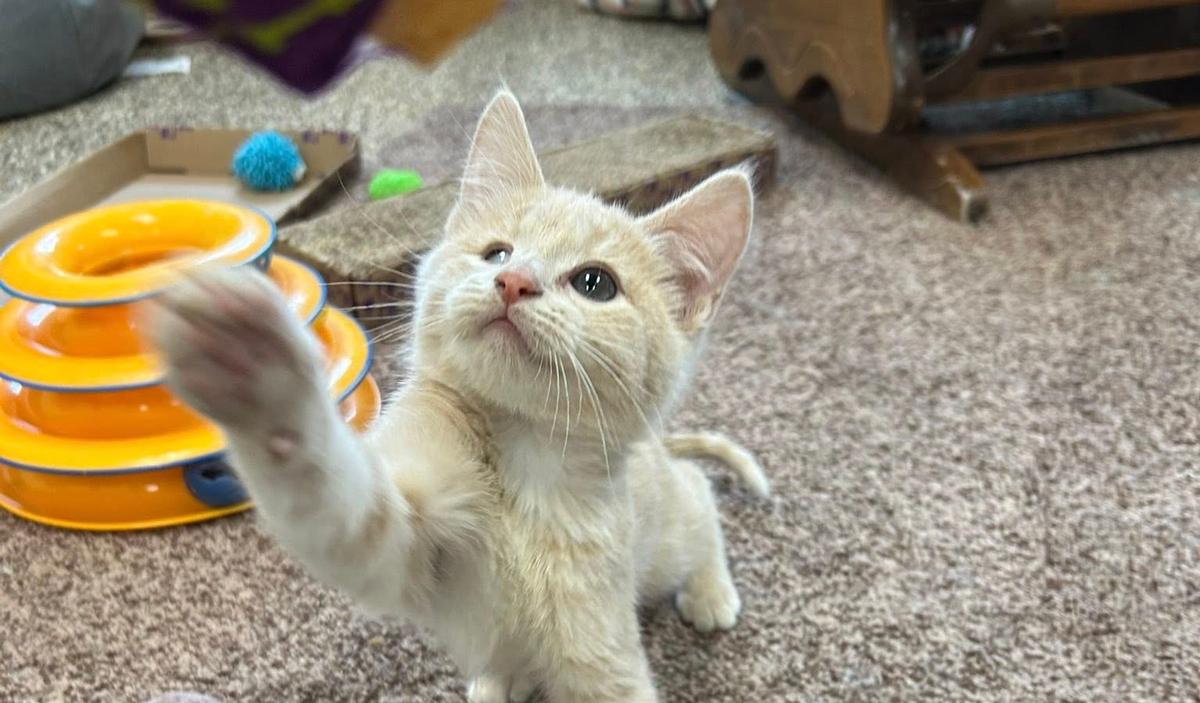 Home Away Cat Services