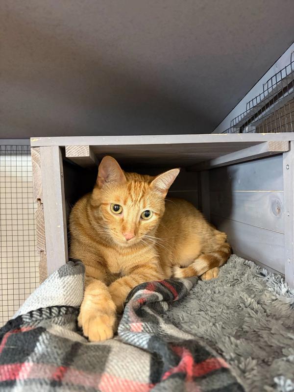 Cat Boarding at Home Away