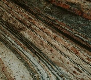 boomschors in close-up (Melody Zimmerman on Unsplash)