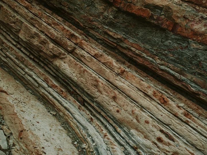 boomschors in close-up (Melody Zimmerman on Unsplash)