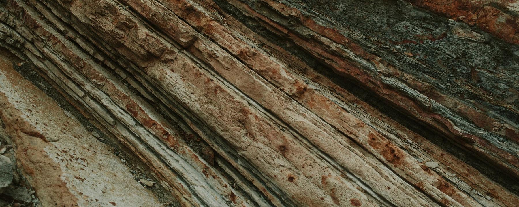 boomschors in close-up (Melody Zimmerman on Unsplash)