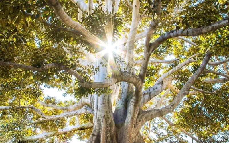 A great tree with deep, spreading roots