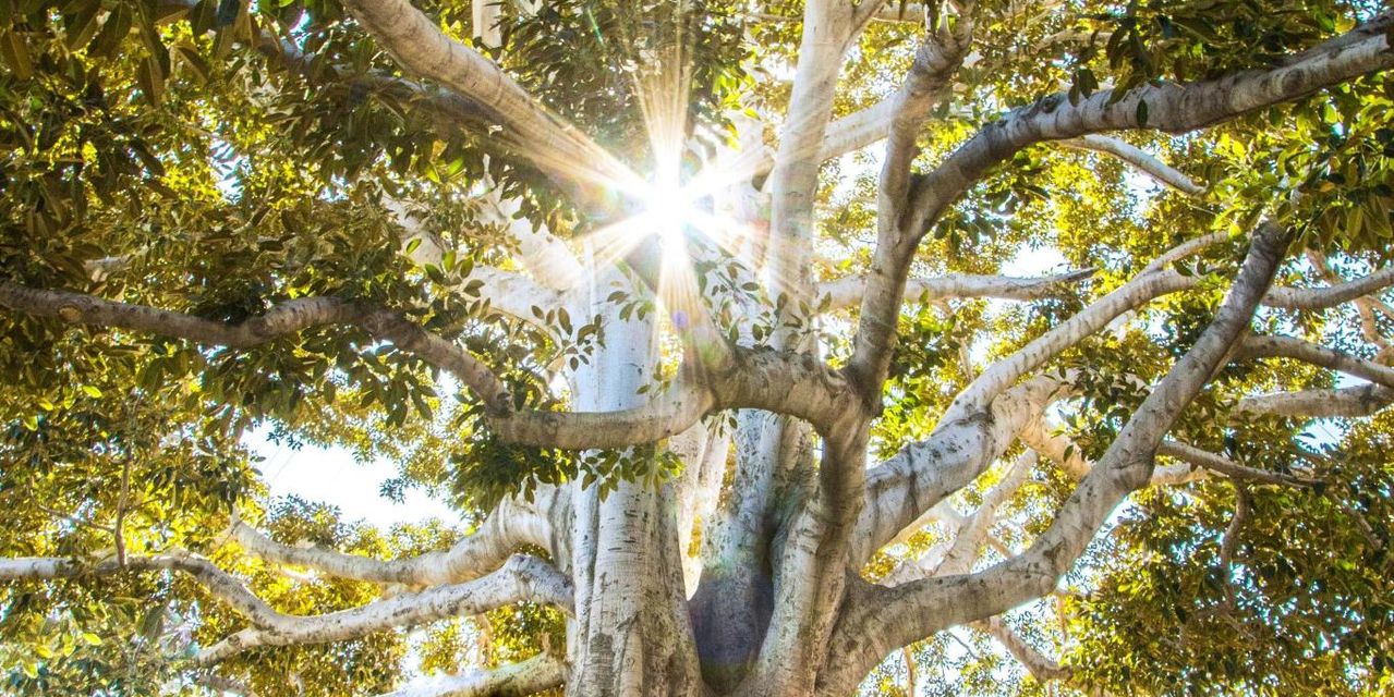 A great tree with deep, spreading roots