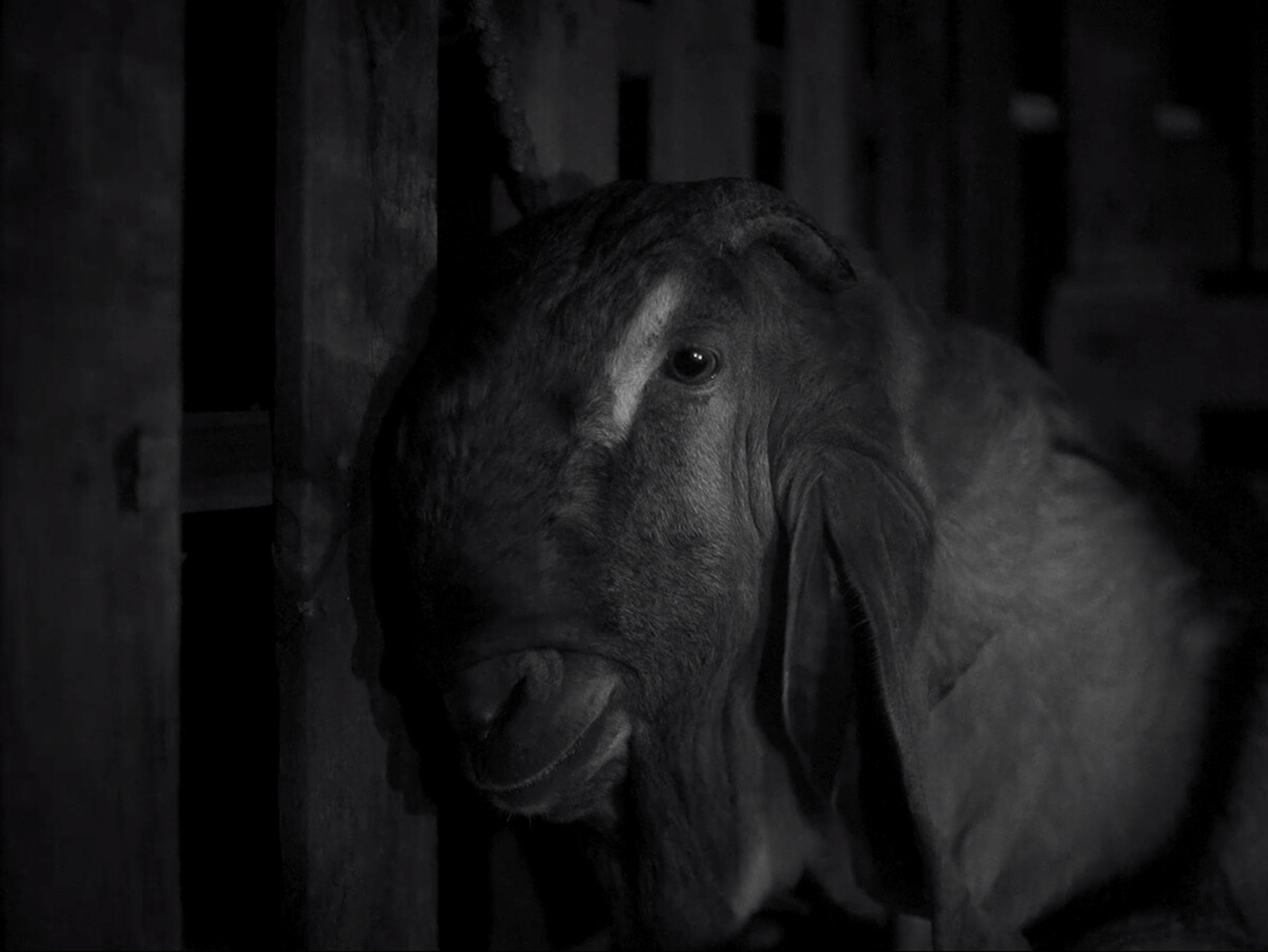 a goat captured in black and white.