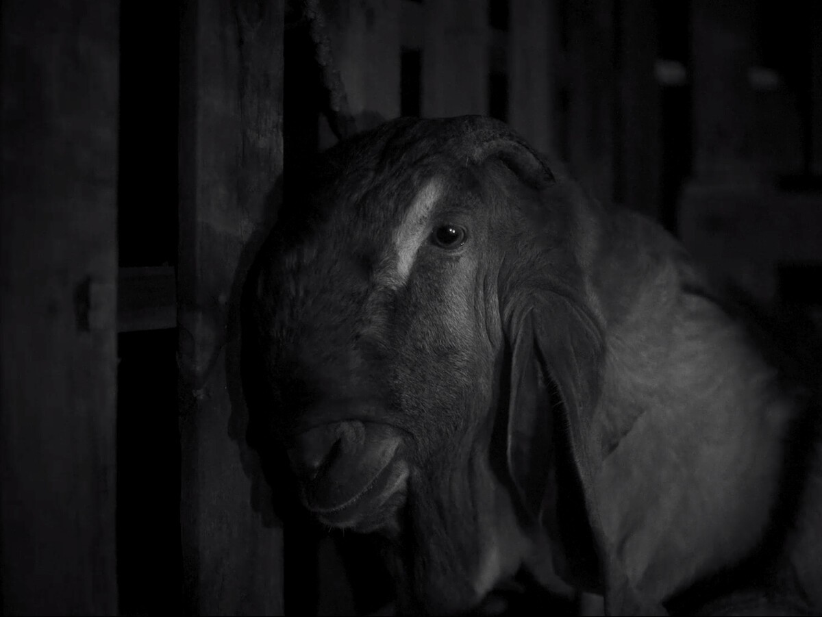 a goat captured in black and white.