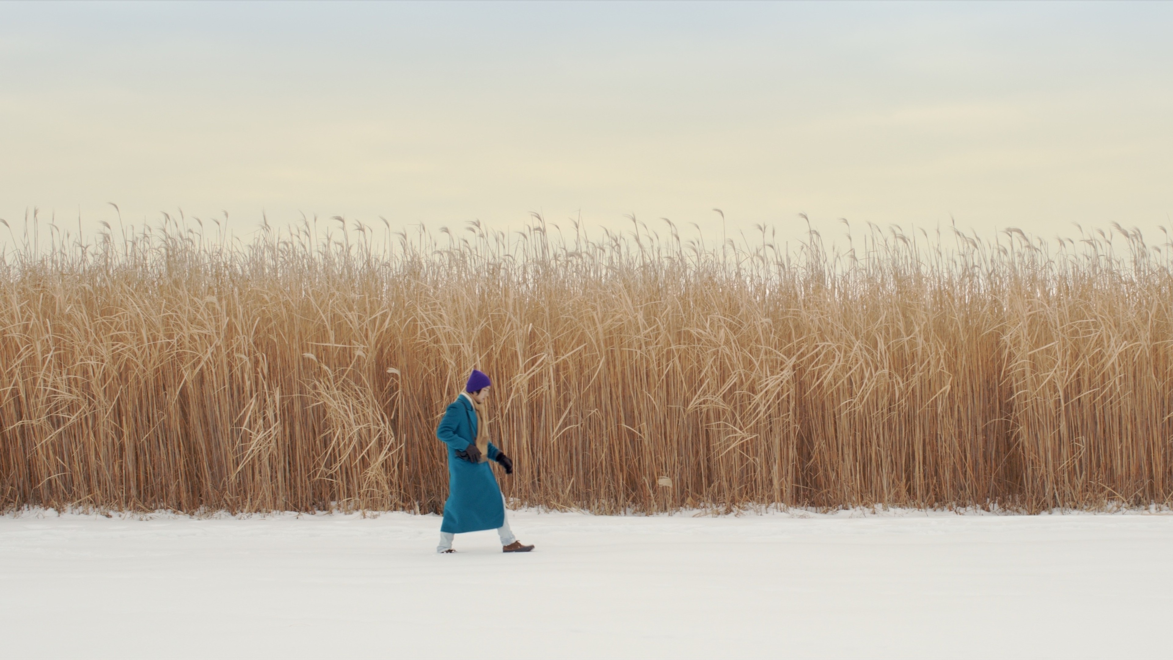 A solitary person in a blue coat and purple hat walking across snow beside a field of tall golden reeds.