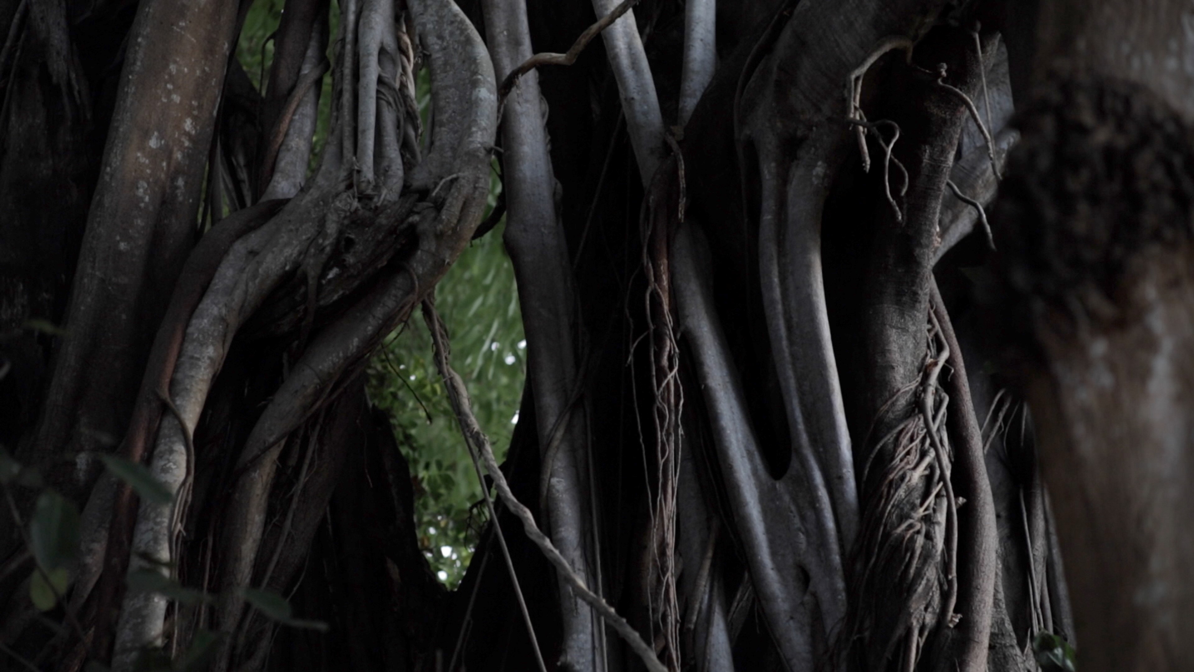 Close-up of dense, intertwined tree roots and vines in a dark forest.