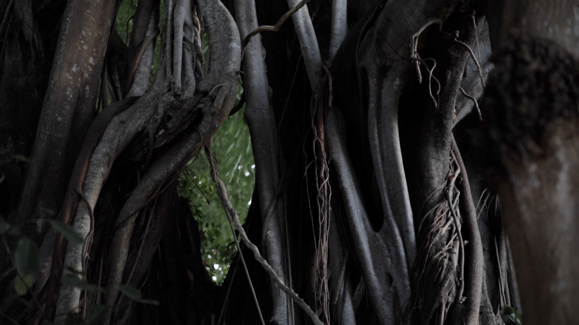Close-up of dense, intertwined tree roots and vines in a dark forest.