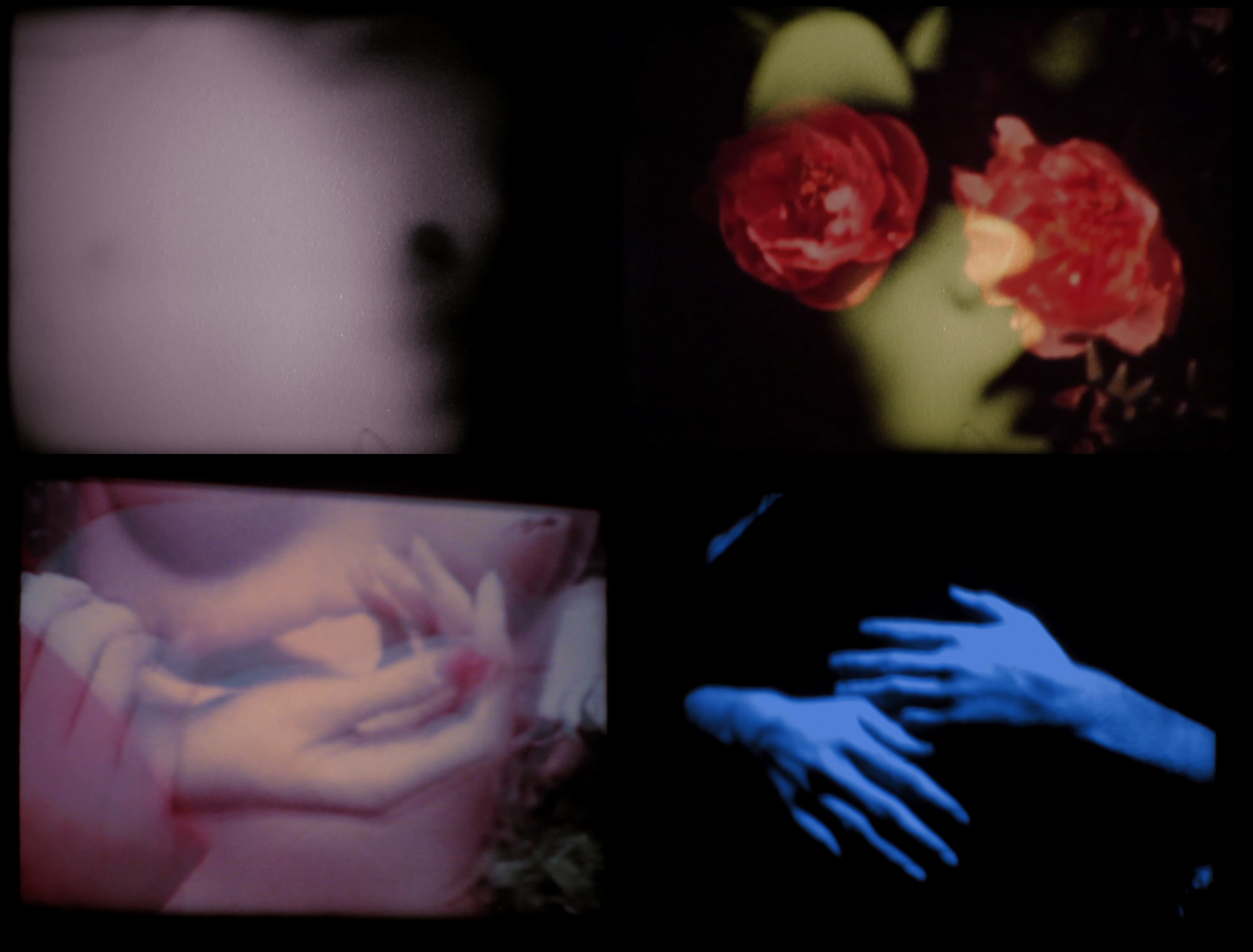 a grid of 4 images depicting flowers and hands.