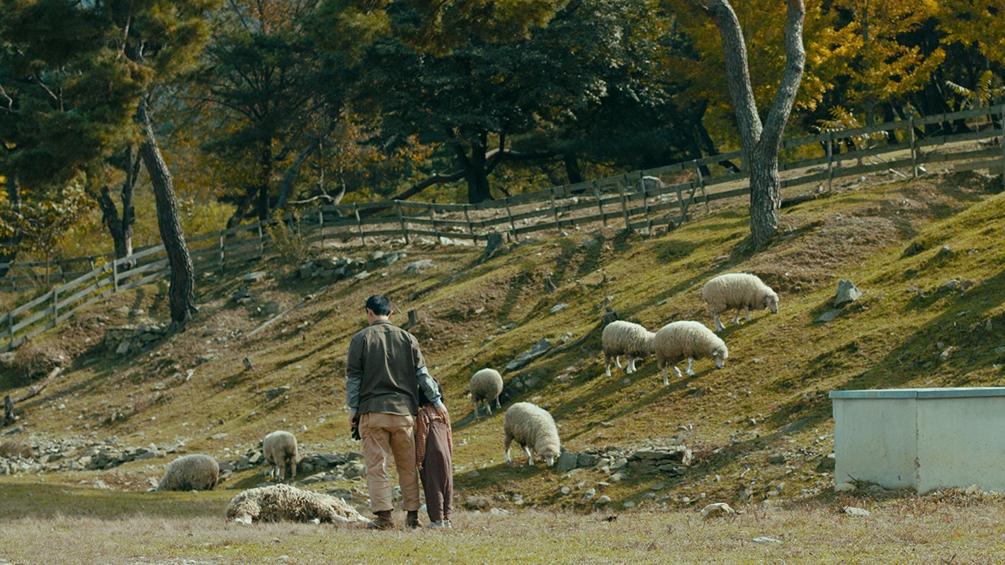 Two people walking together through a hillside pasture as sheep graze around them.