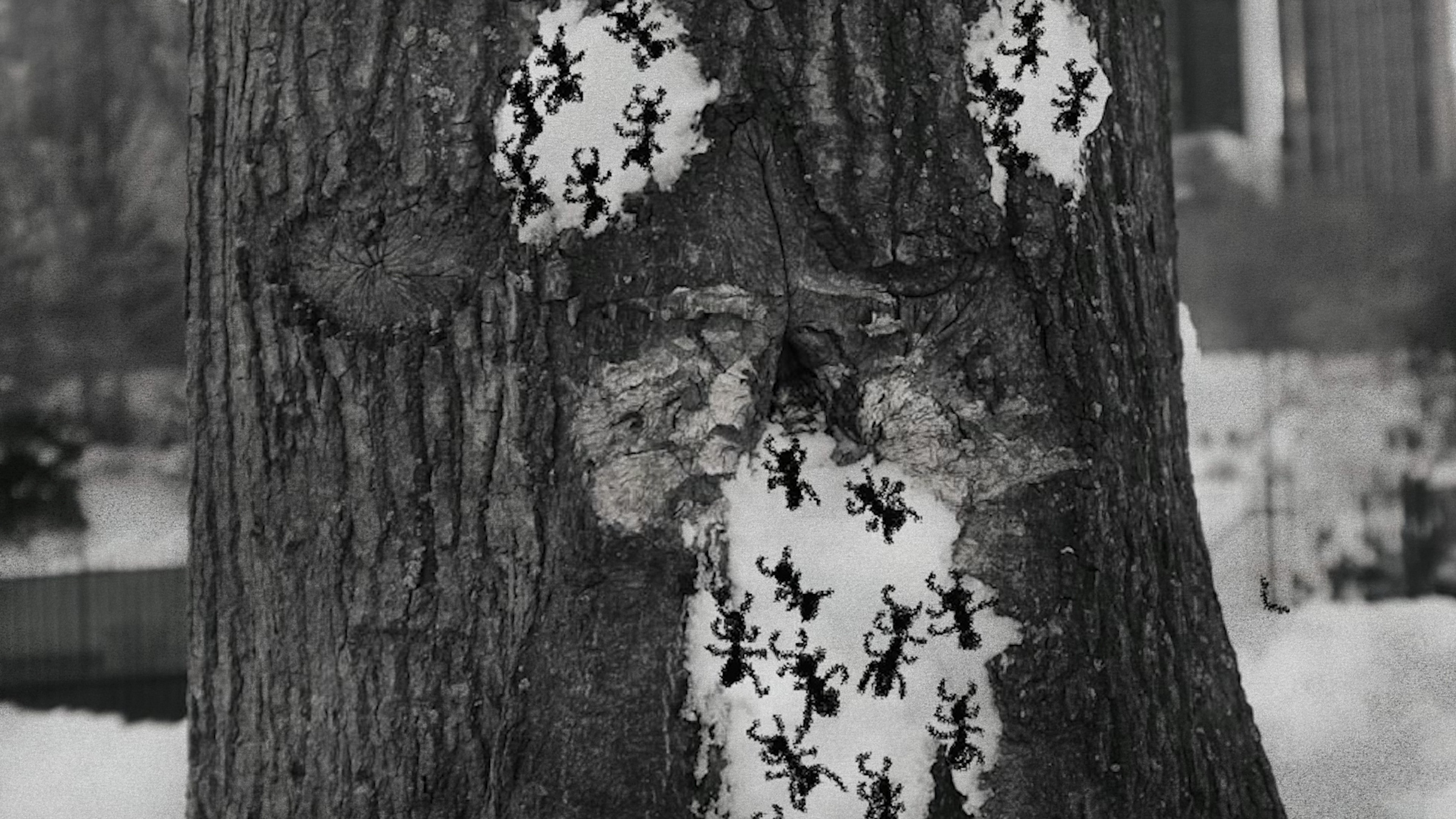 A black-and-white close-up of a tree trunk marked with patches of snow and dark branching patterns.