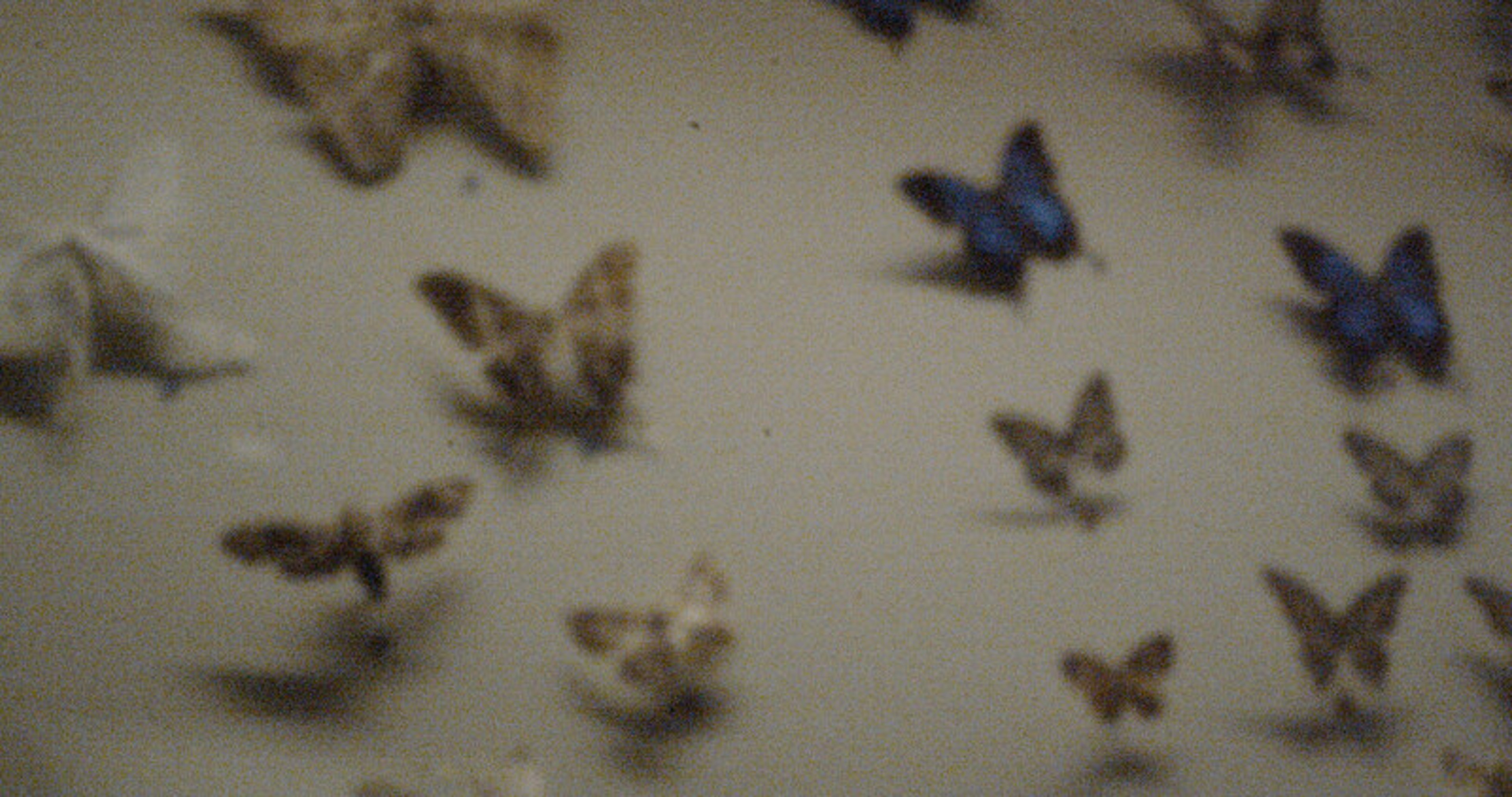 A collection of taxidermy butterflies.