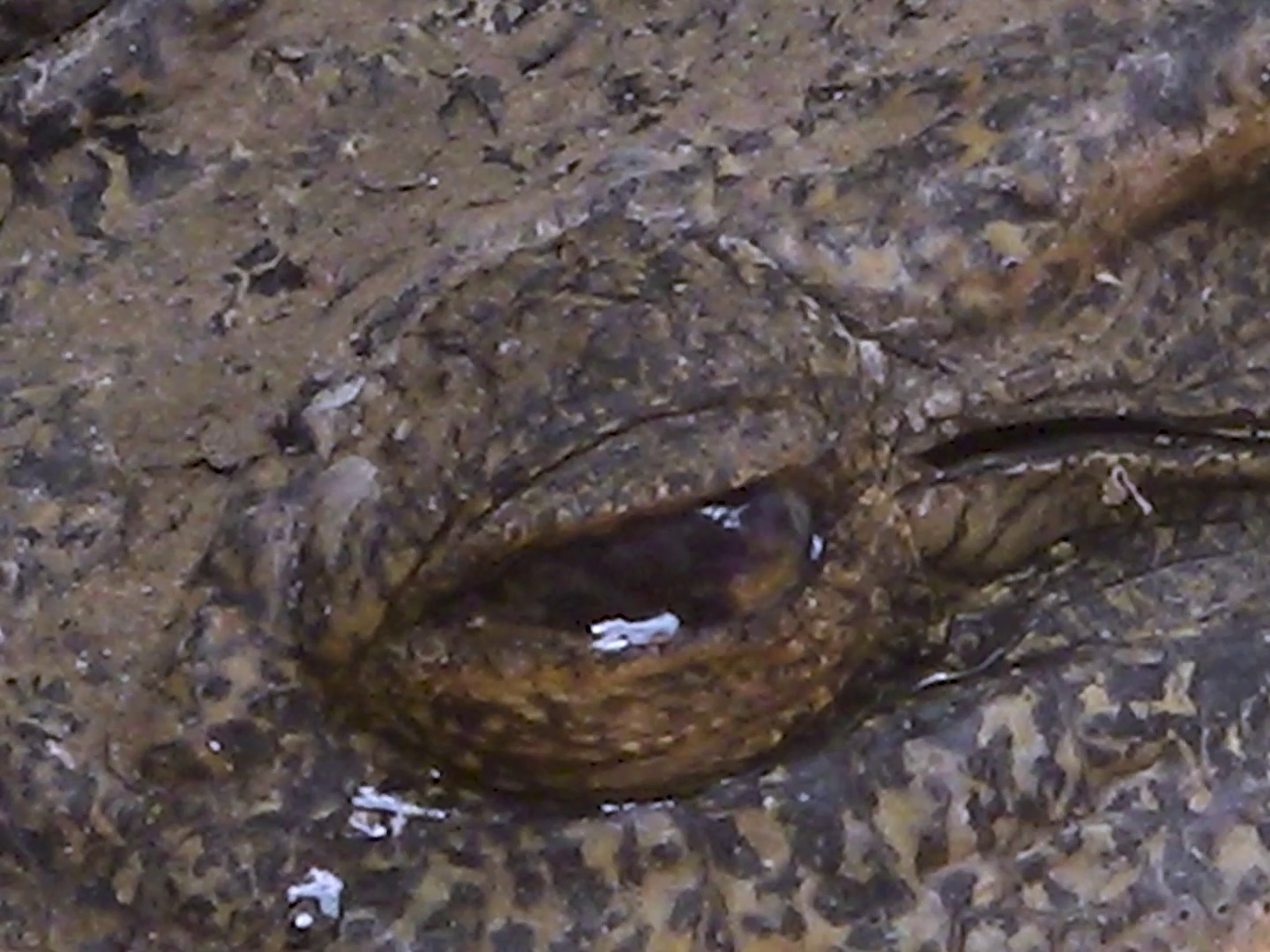 close-up on an eye of an crocodile