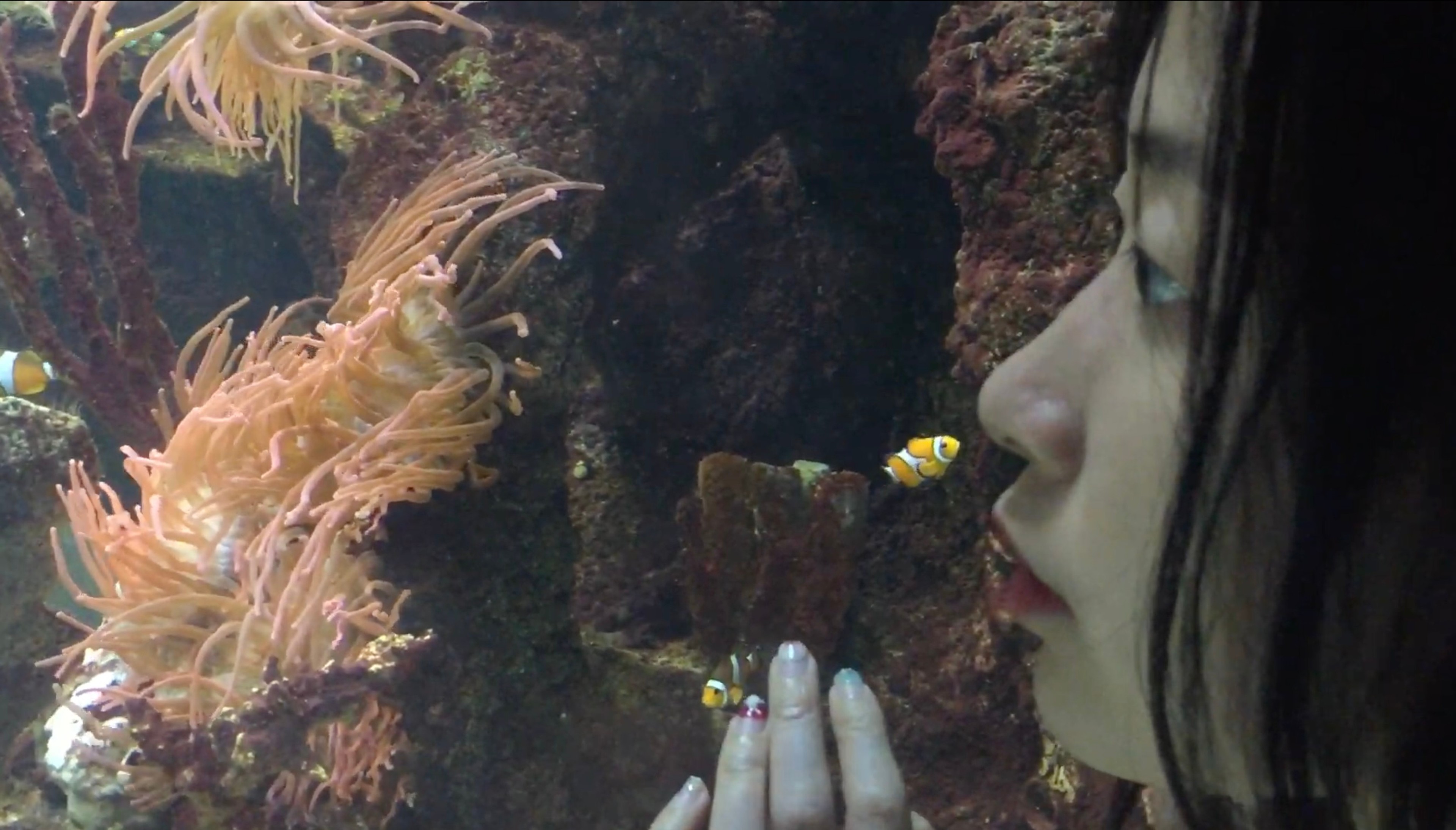 A person looks at fish in an aquarium.
