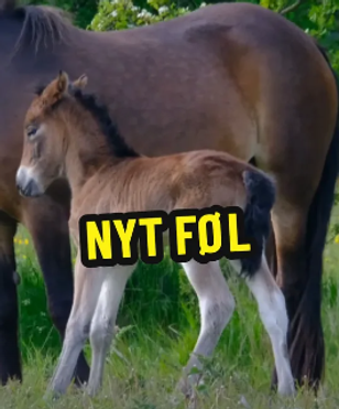 image-03f67ac943823d4d680fed194fbd0f3e7089c8d4-266x320-png