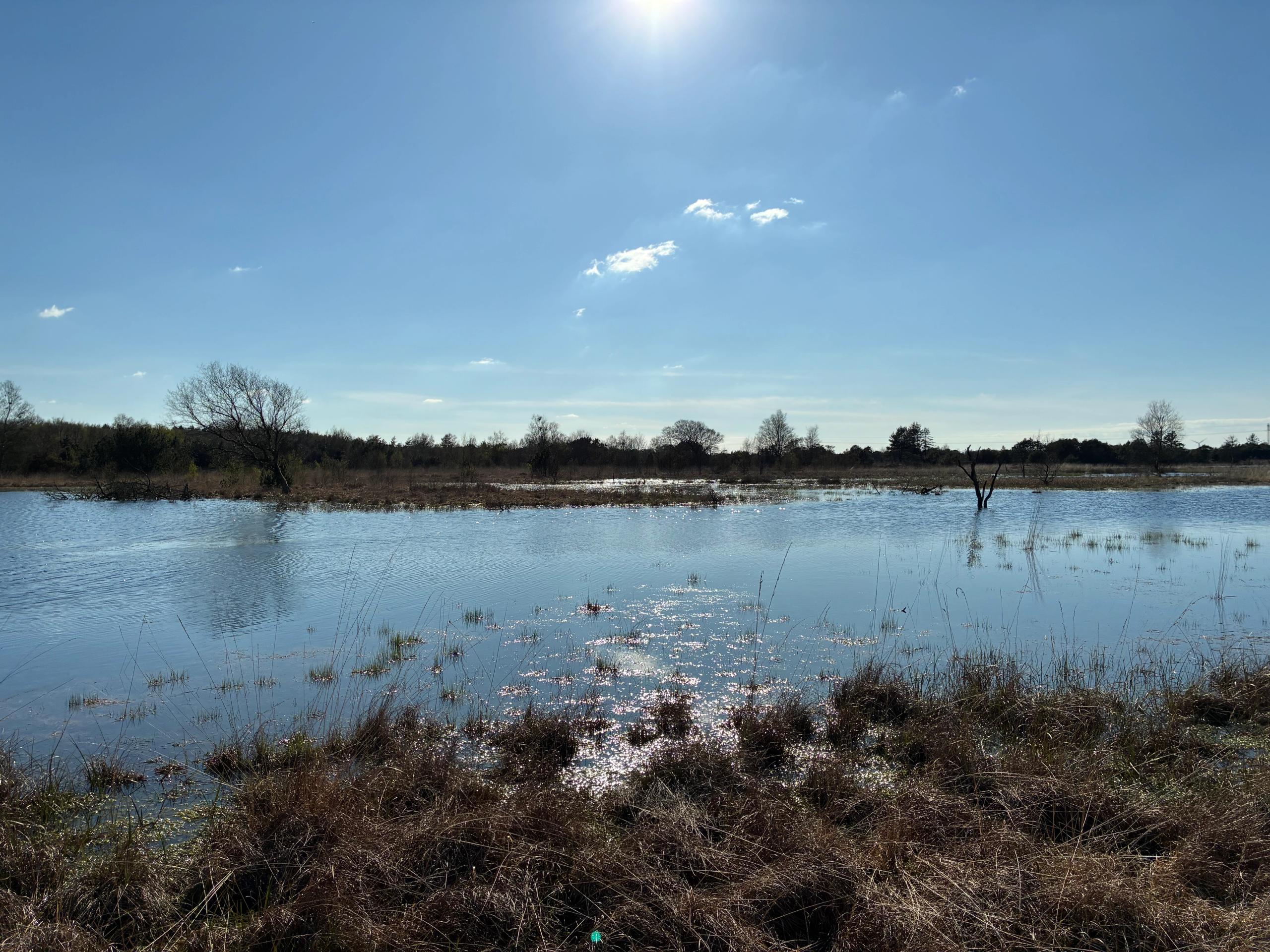 Nørholm Hede