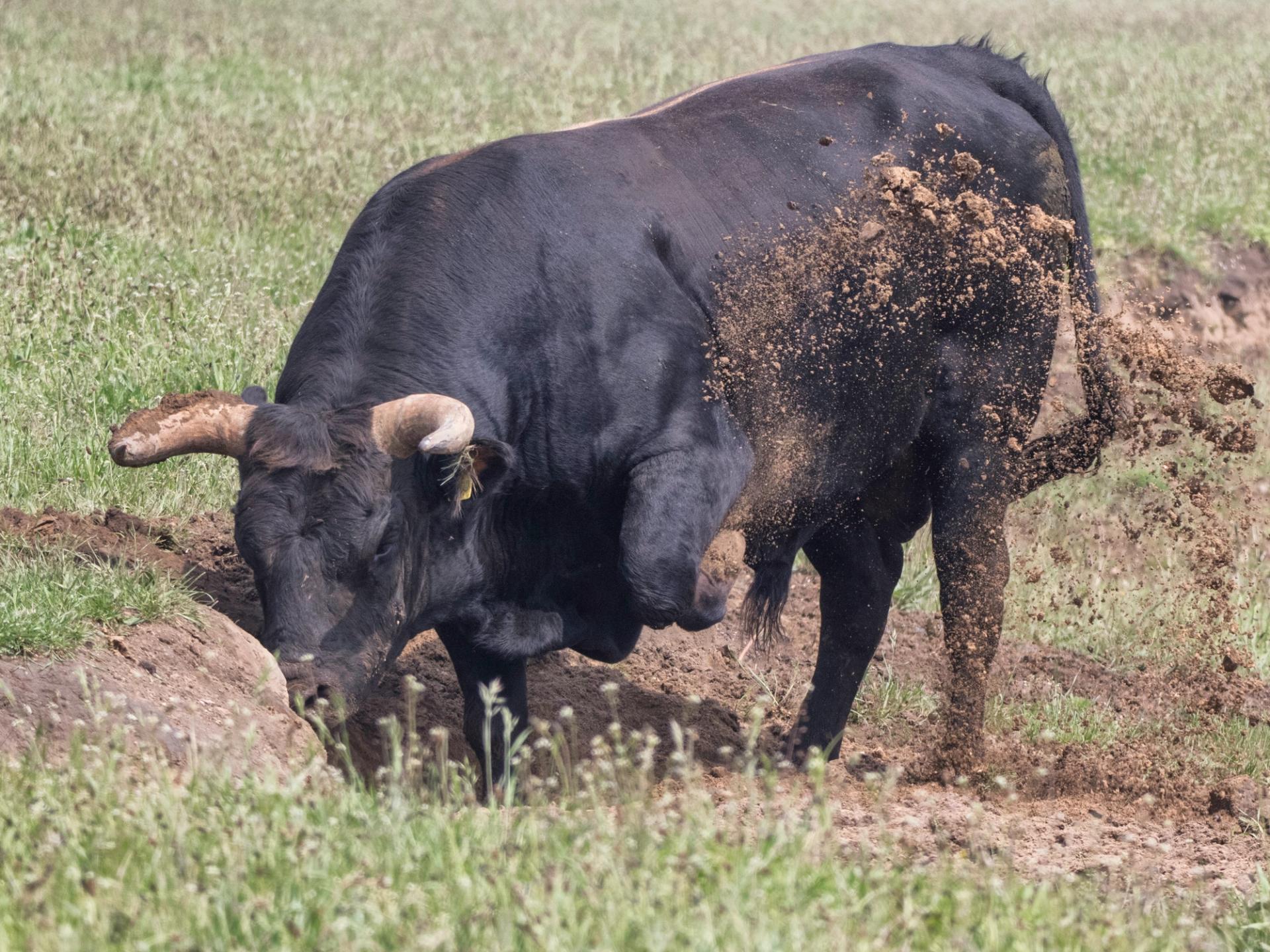 Foto: Bert Van Beek