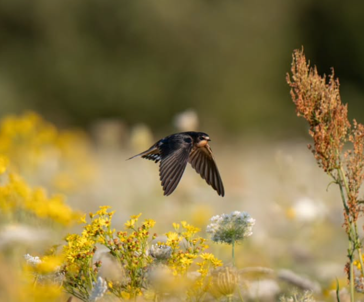 image-0a1cf2229f107d7a1508d727bafa9d3d8ea474b0-1202x998-png